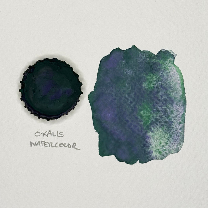 OXALIS WATERCOLOR